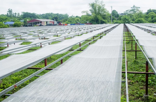 Đăng ký môi trường hợp tác xã miến dong