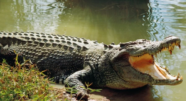 Tuổi thọ của cá sấu