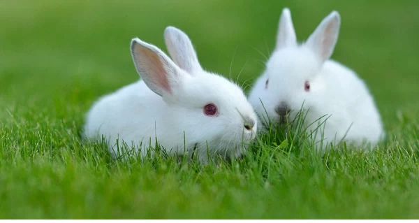 Tuổi thọ của thỏ