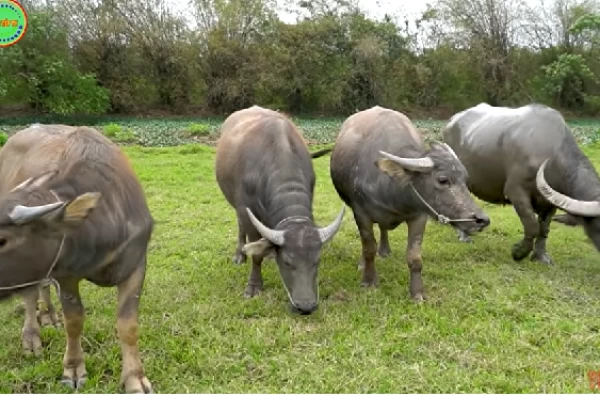 Tuổi thọ của trâu