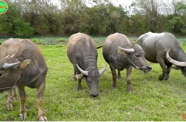 Tuổi thọ của trâu